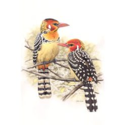 Field Guides Birds of East Africa - Stevenson