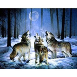 Wolves in the Woods