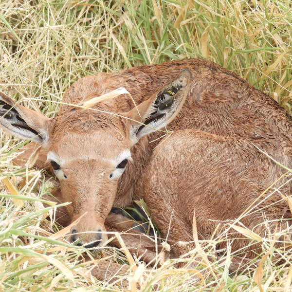 Animal_Rescure