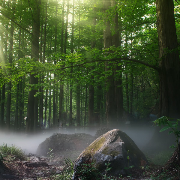 Forestry